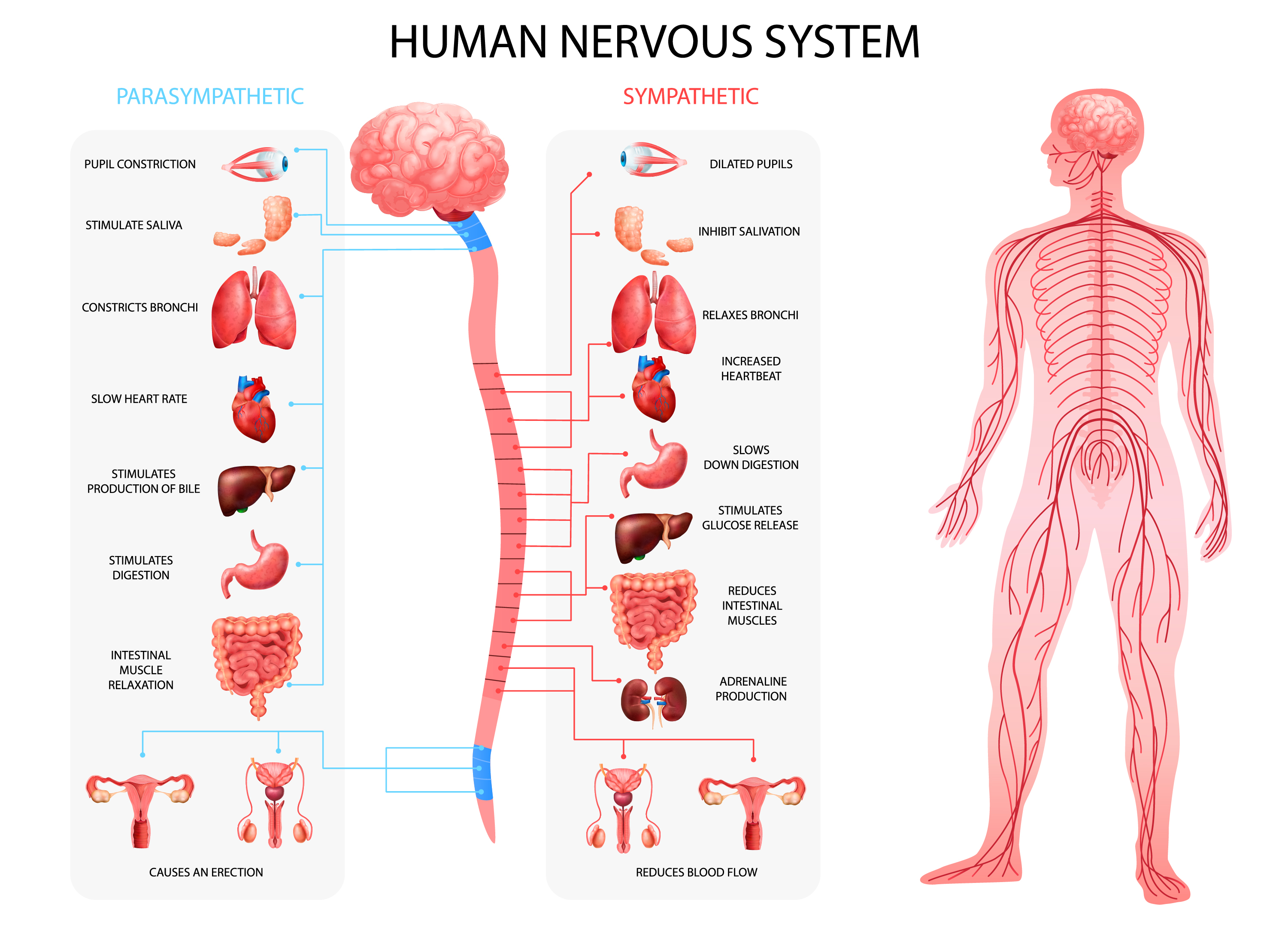 2001.i305.014.P.m005.c20.realistic human nervous system anatomy set