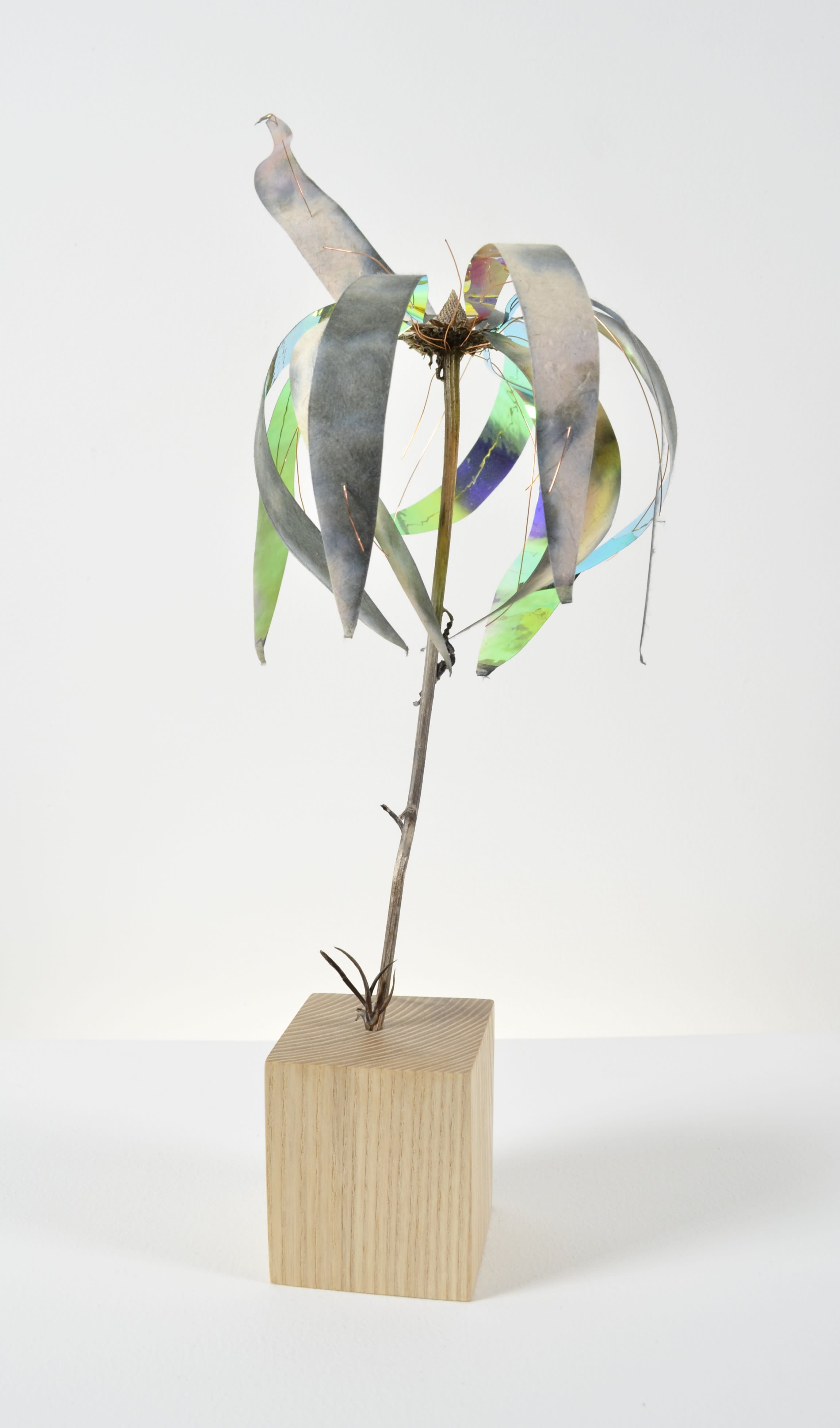 A dead echinacea flower sealed in encaustic with tie-dyed paper & wire sits on a white oak block of wood.