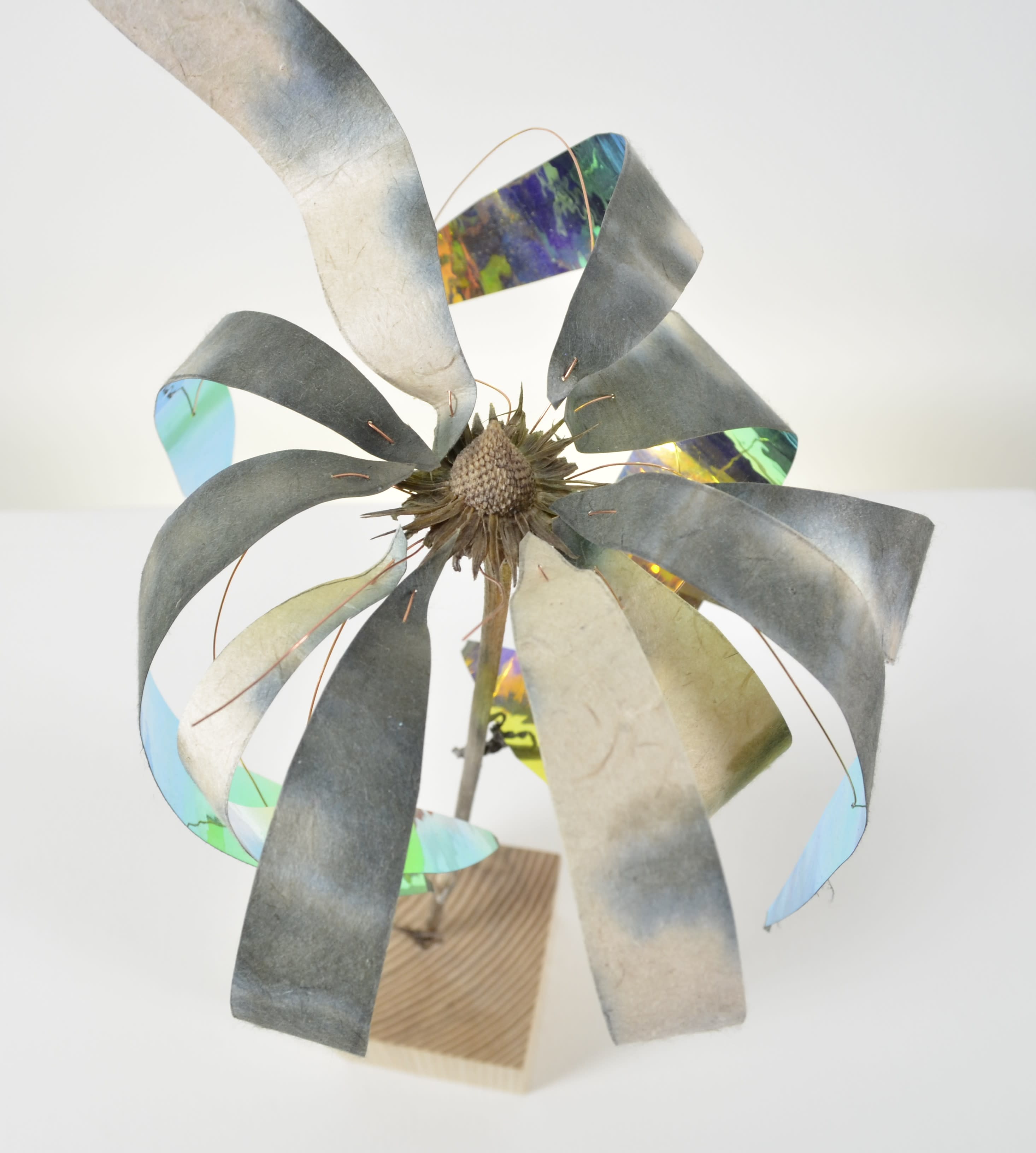 A dead echinacea flower sealed in encaustic with tie-dyed paper & wire sits on a white oak block of wood.