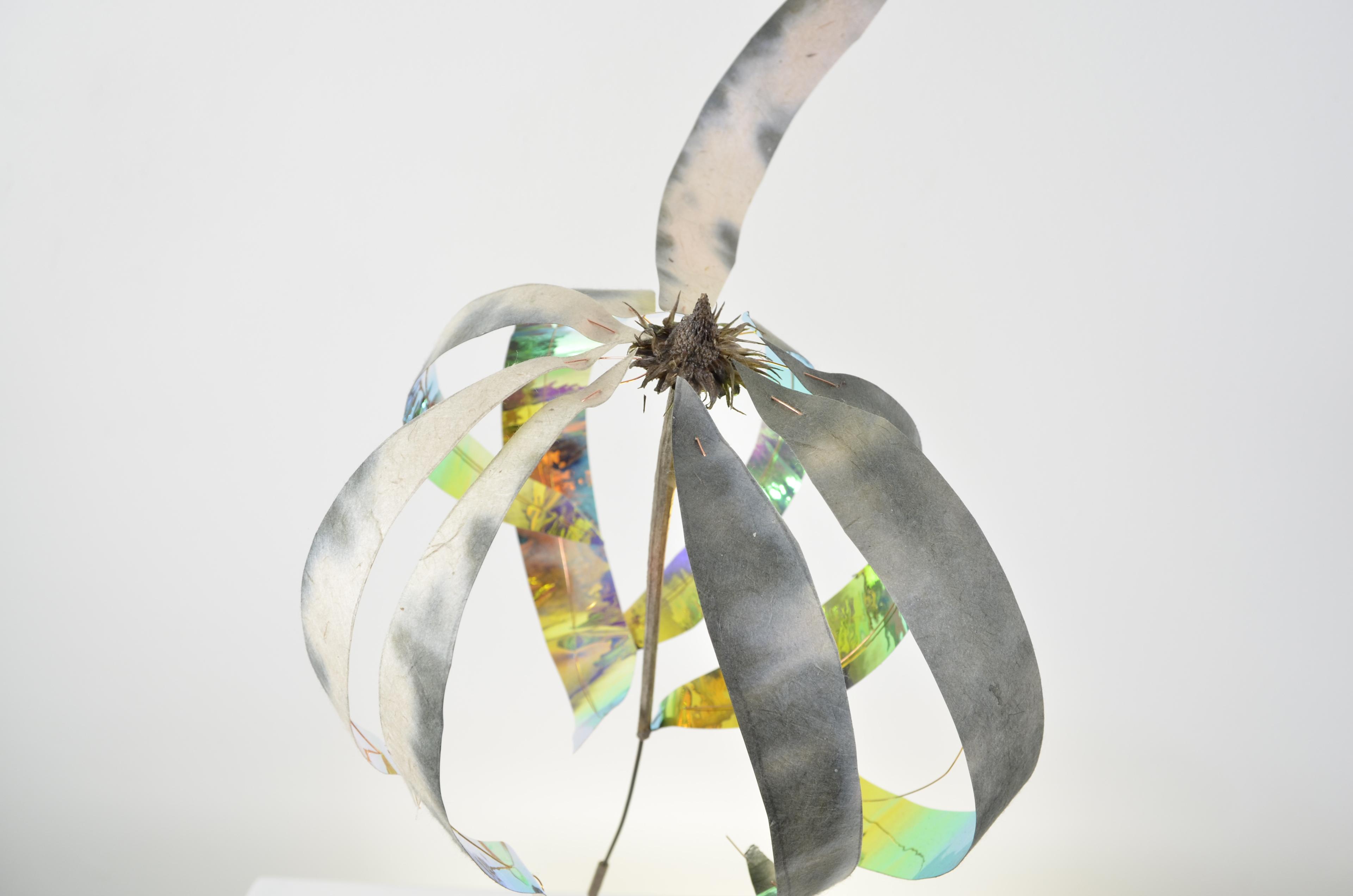 A dead echinacea flower sealed in encaustic with tie-dyed paper & wire sits on a white oak block of wood.