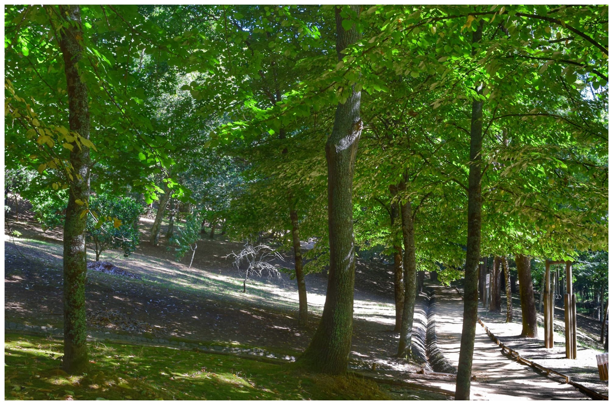 Luz do sol a atravessar a copa das árvores sobre um caminho no bosque