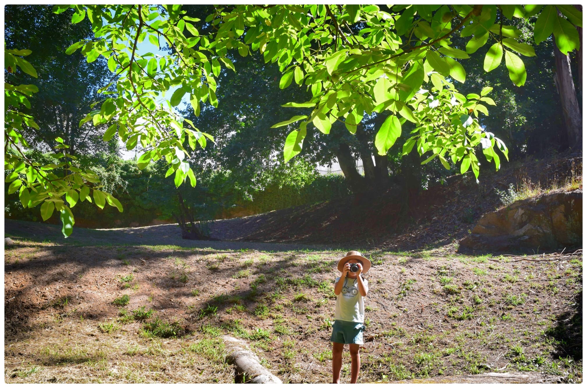 Criança de chapéu de sol a fotografar as árvores num parque soalheiro