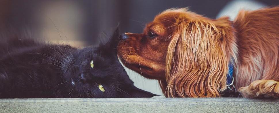 Quando o Amor tem patas