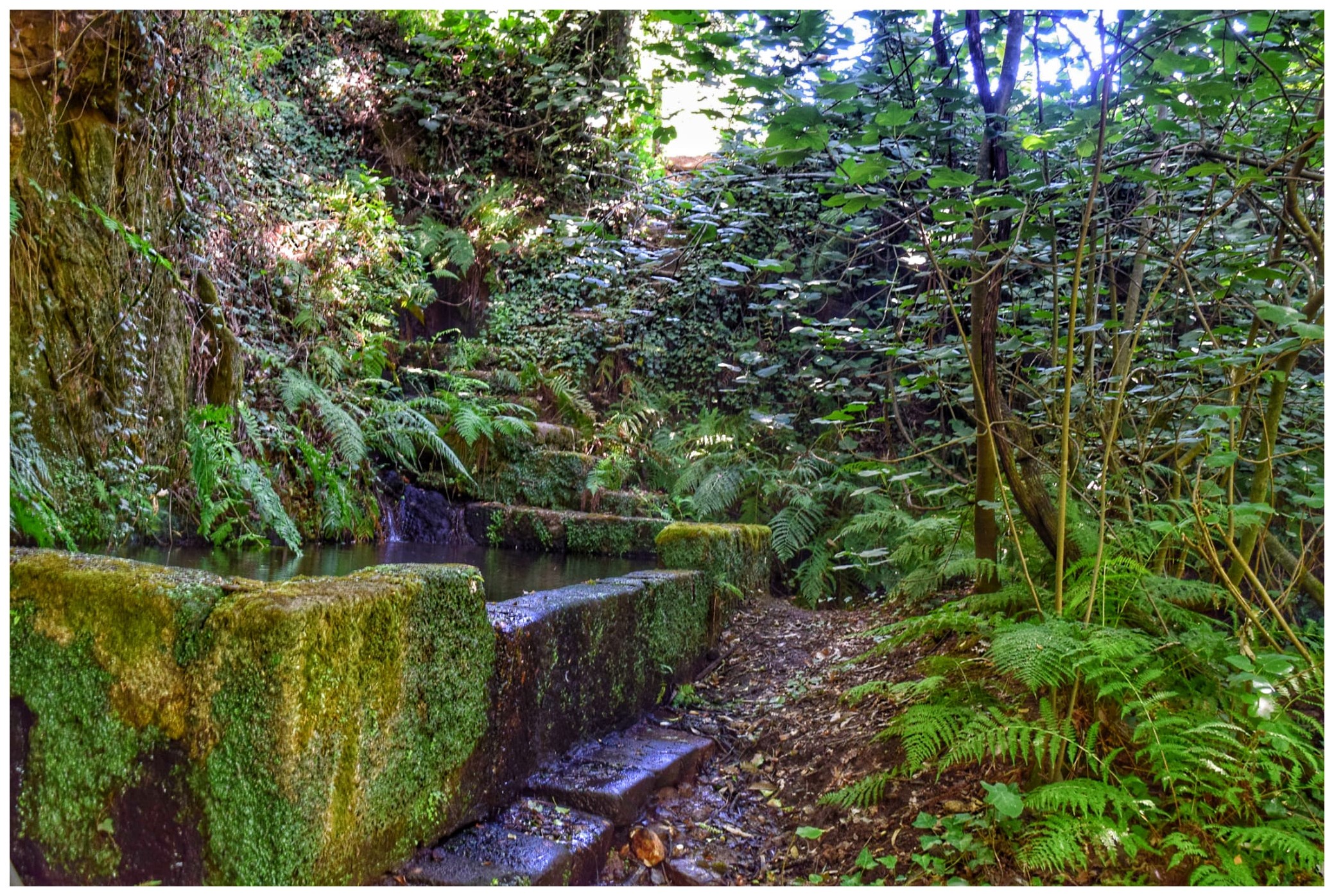 Canal de água em pedra coberto de musgo entre fetos, num bosque à sombra