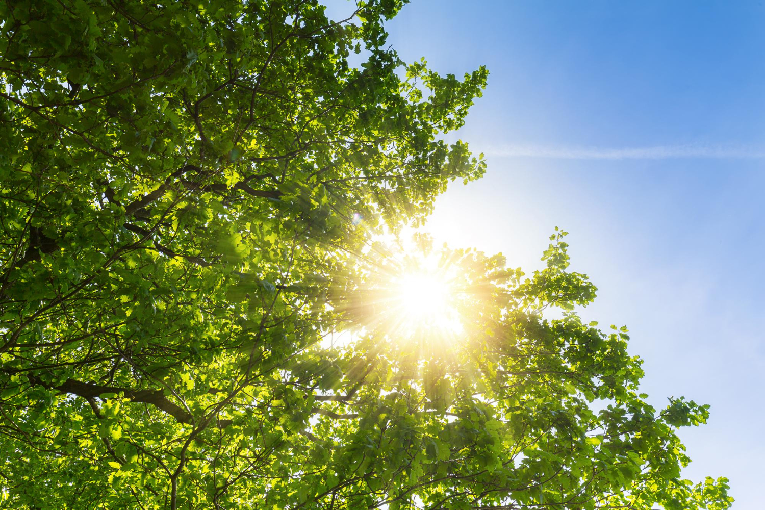 Deixe o Sol Entrar! A importância da Luz Natural e da Natureza em Casa