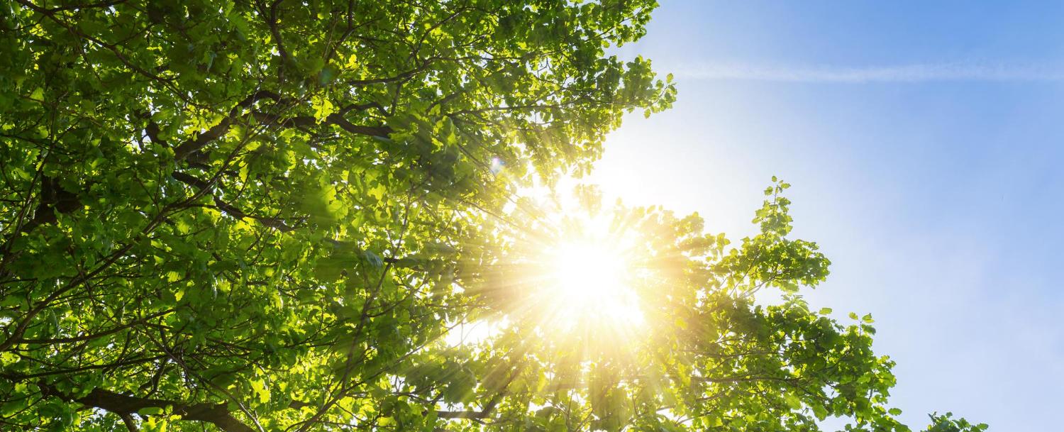 Deixe o Sol Entrar! A importância da Luz Natural e da Natureza em Casa