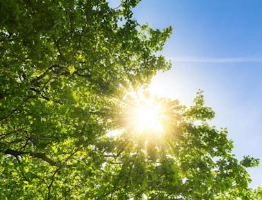Deixe o Sol Entrar! A importância da Luz Natural e da Natureza em Casa
