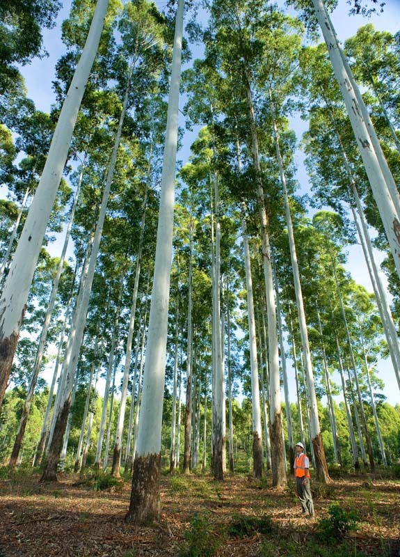 Red-Grandis-Fensterholz Plantagen-13