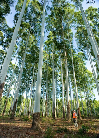 Red-Grandis-Fensterholz Plantagen-13