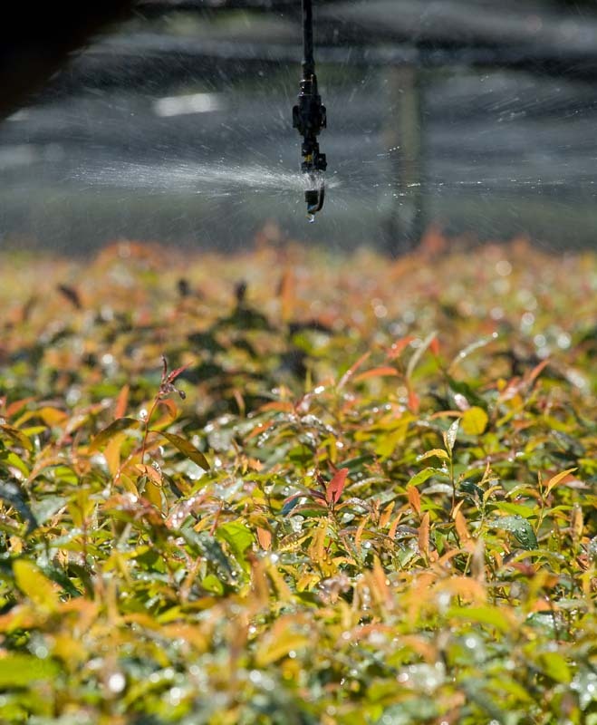 Red-Grandis-Fensterholz Plantagen-09