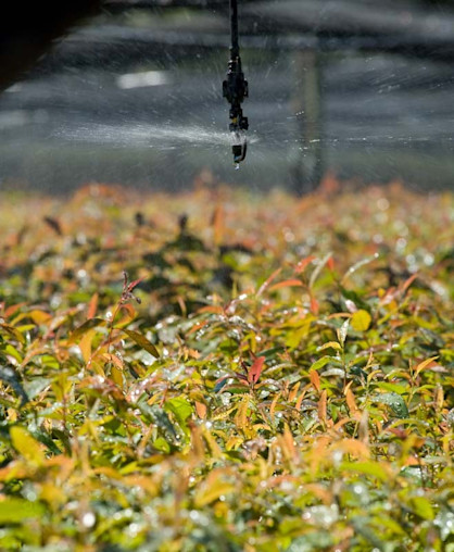 Red-Grandis-Fensterholz Plantagen-09