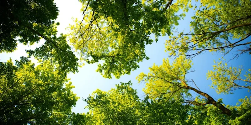 We support healthy forests