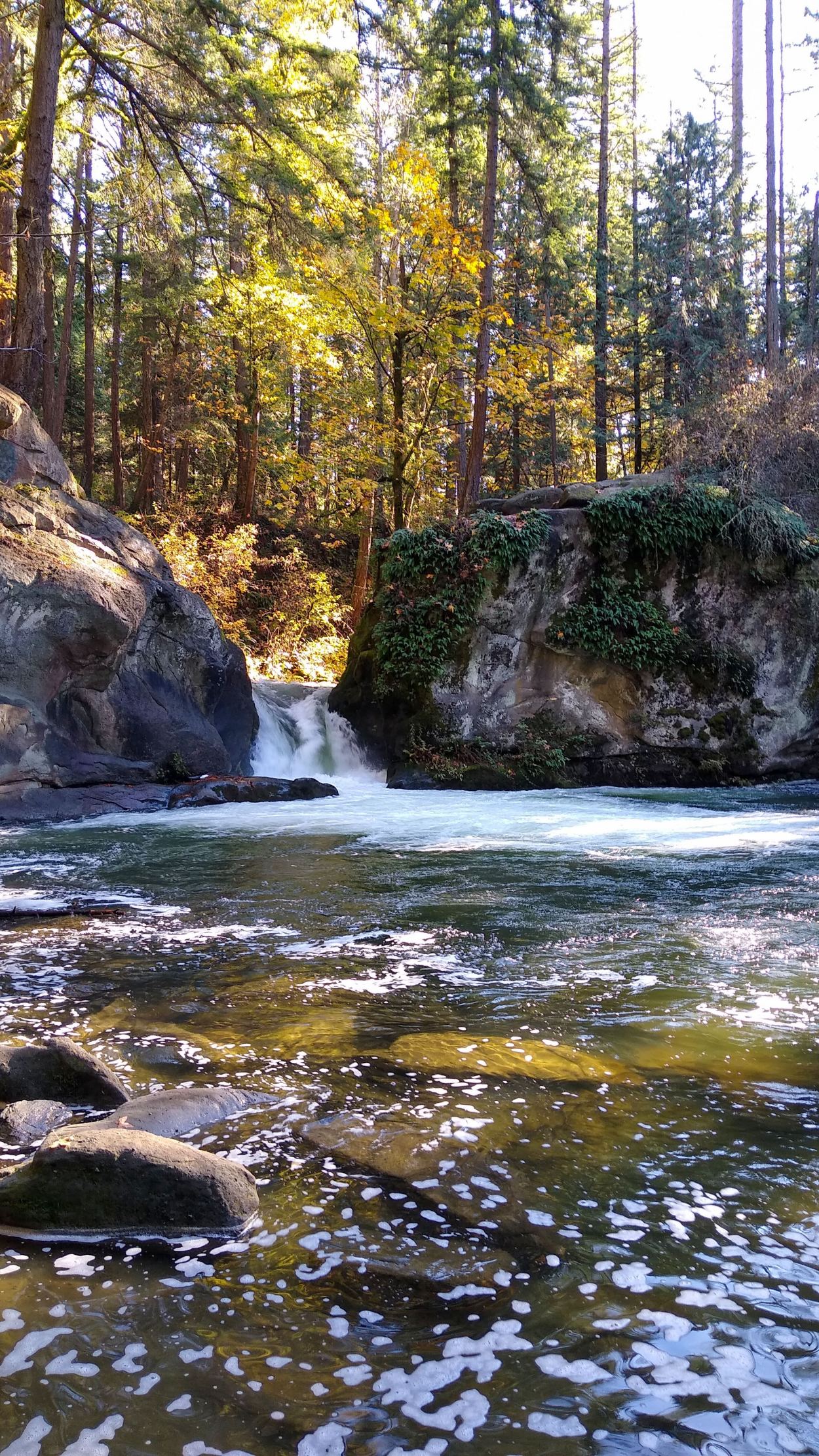 Stream running through Whatcom Falls park