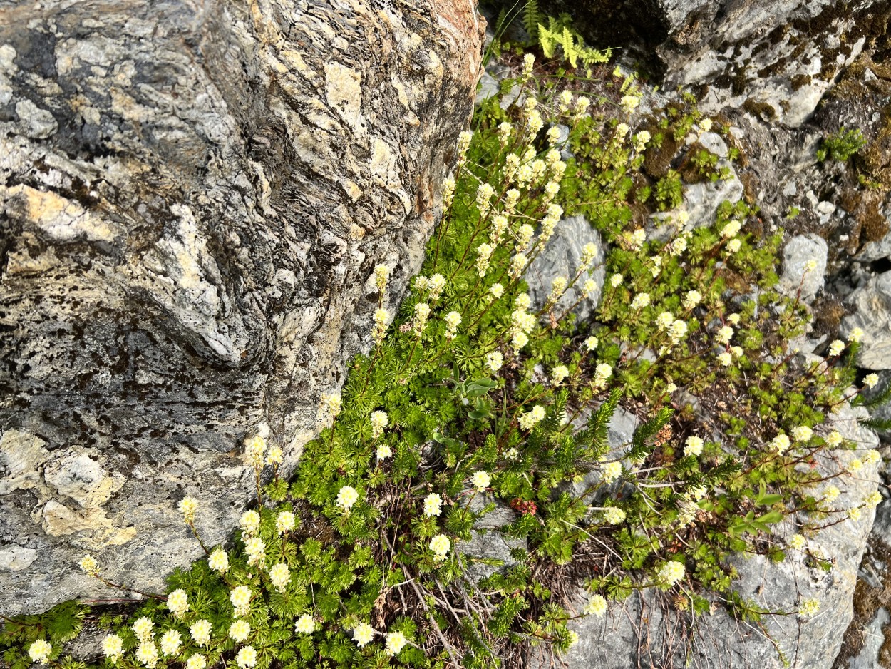 Wildflowers on Lake Ann trail