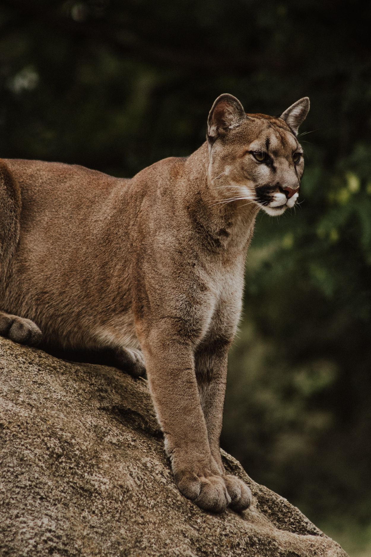 Mountain lion on rock