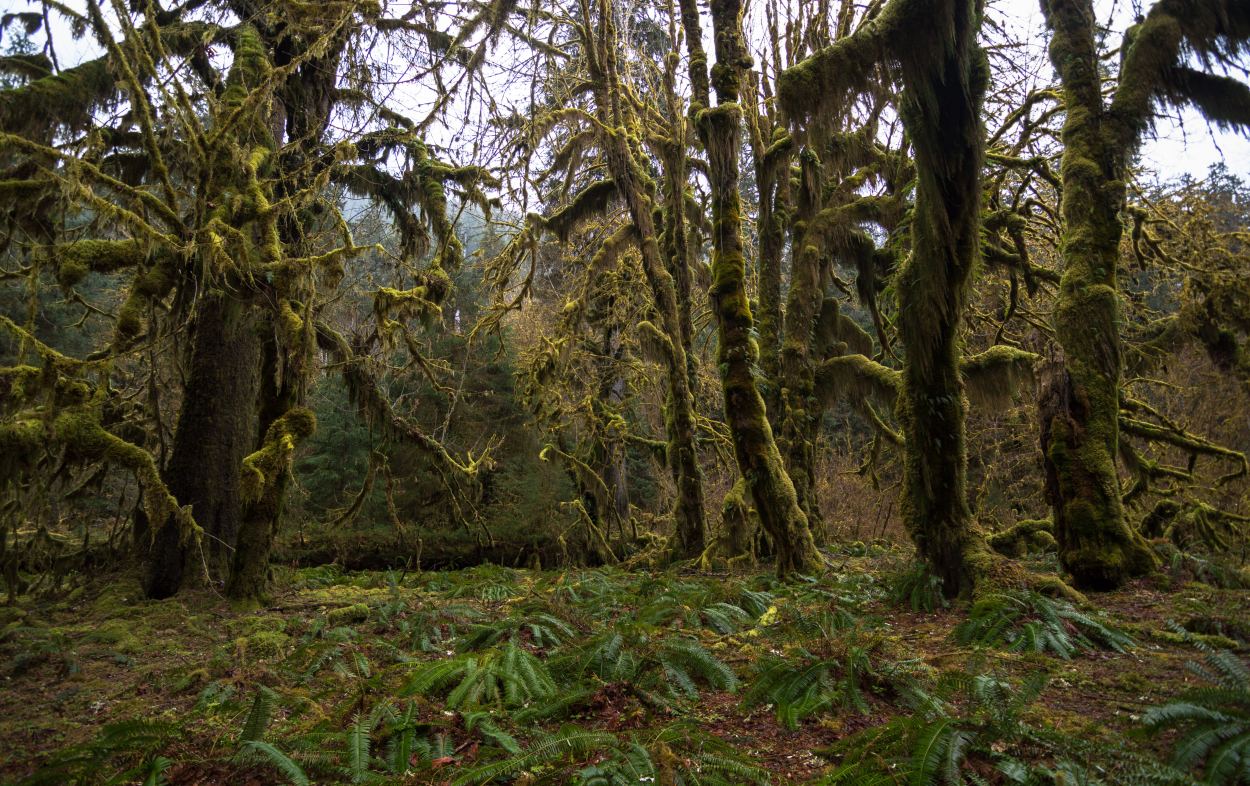 Hoh Rainforest moss covered trees