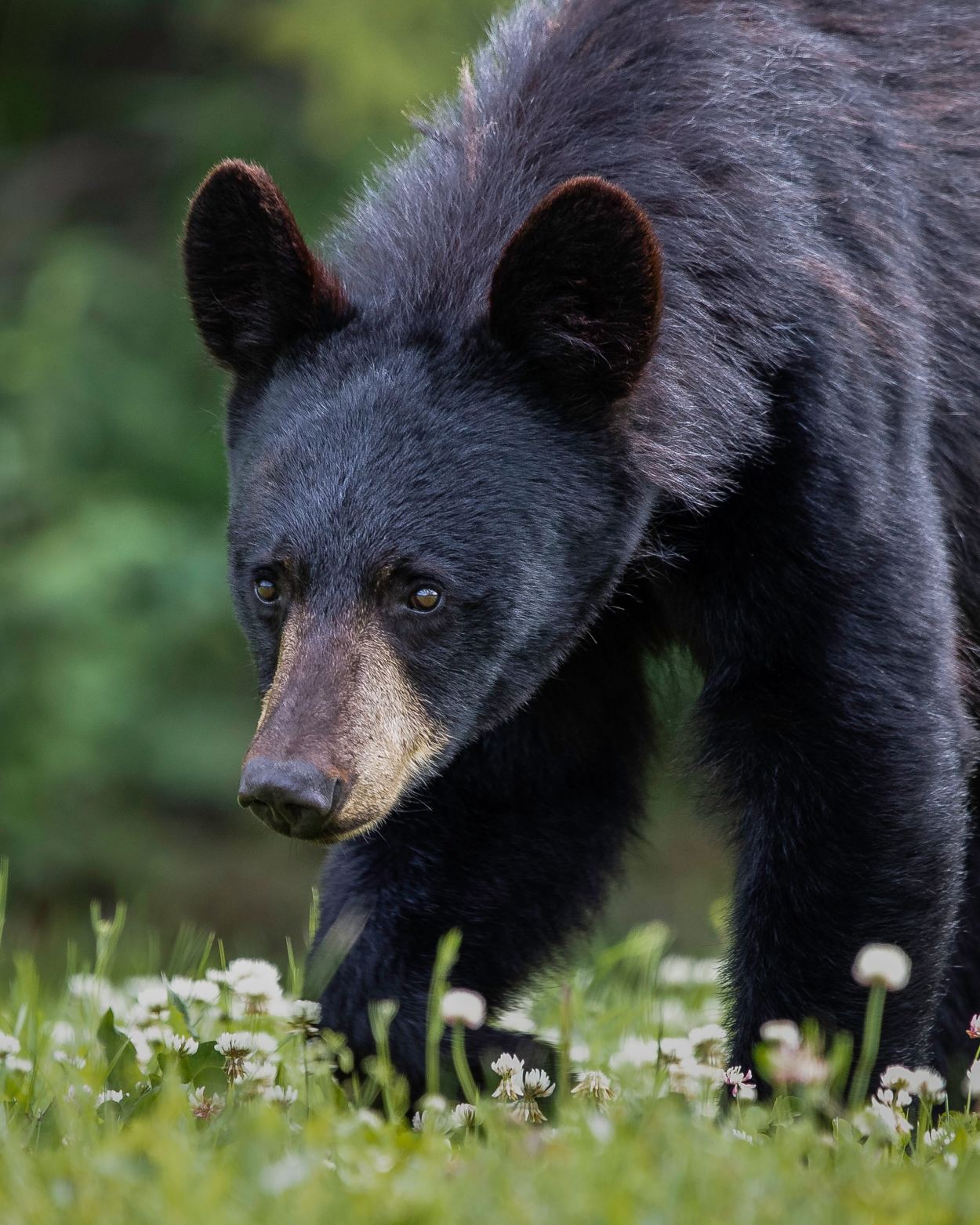 Black bear walking in meadow