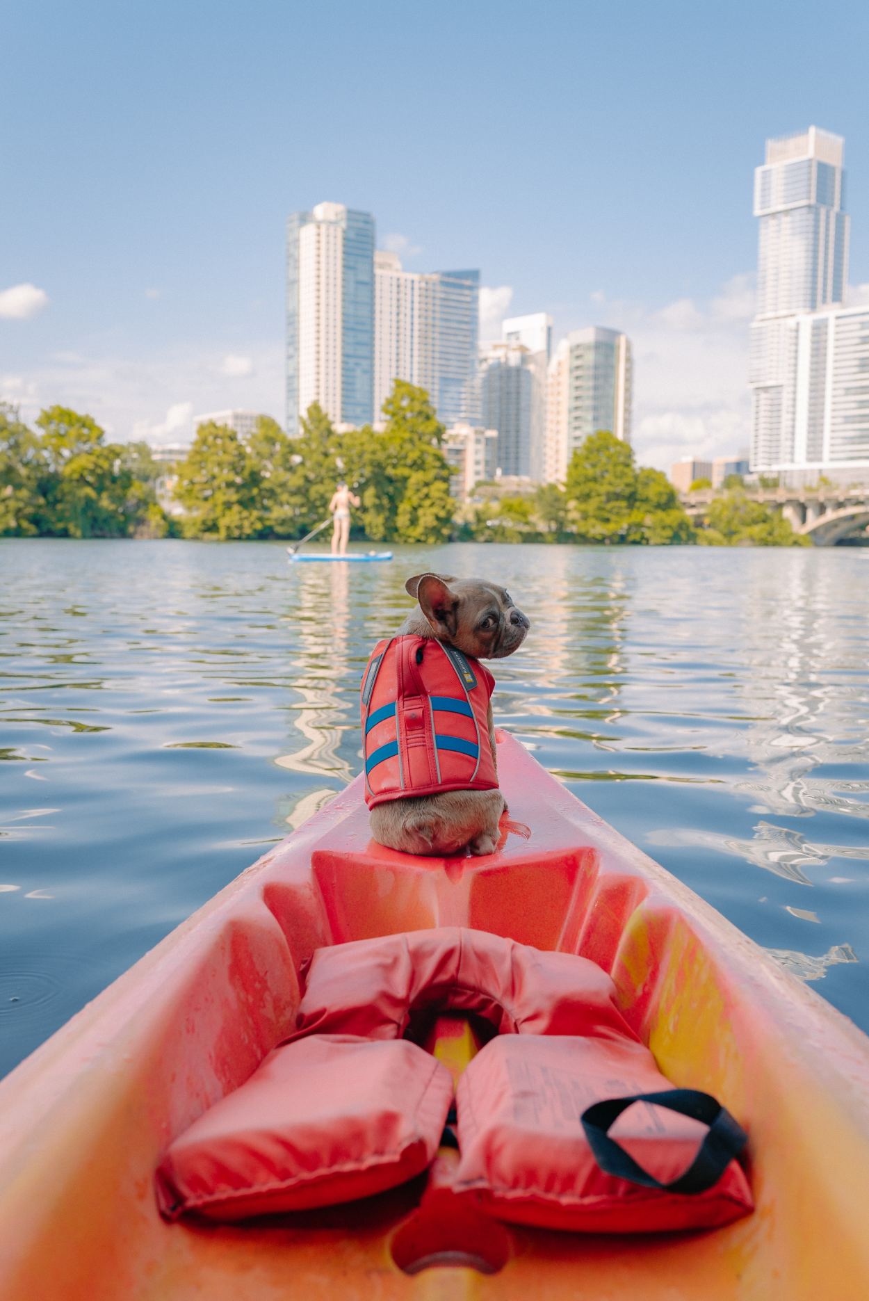 Dog with PFD on