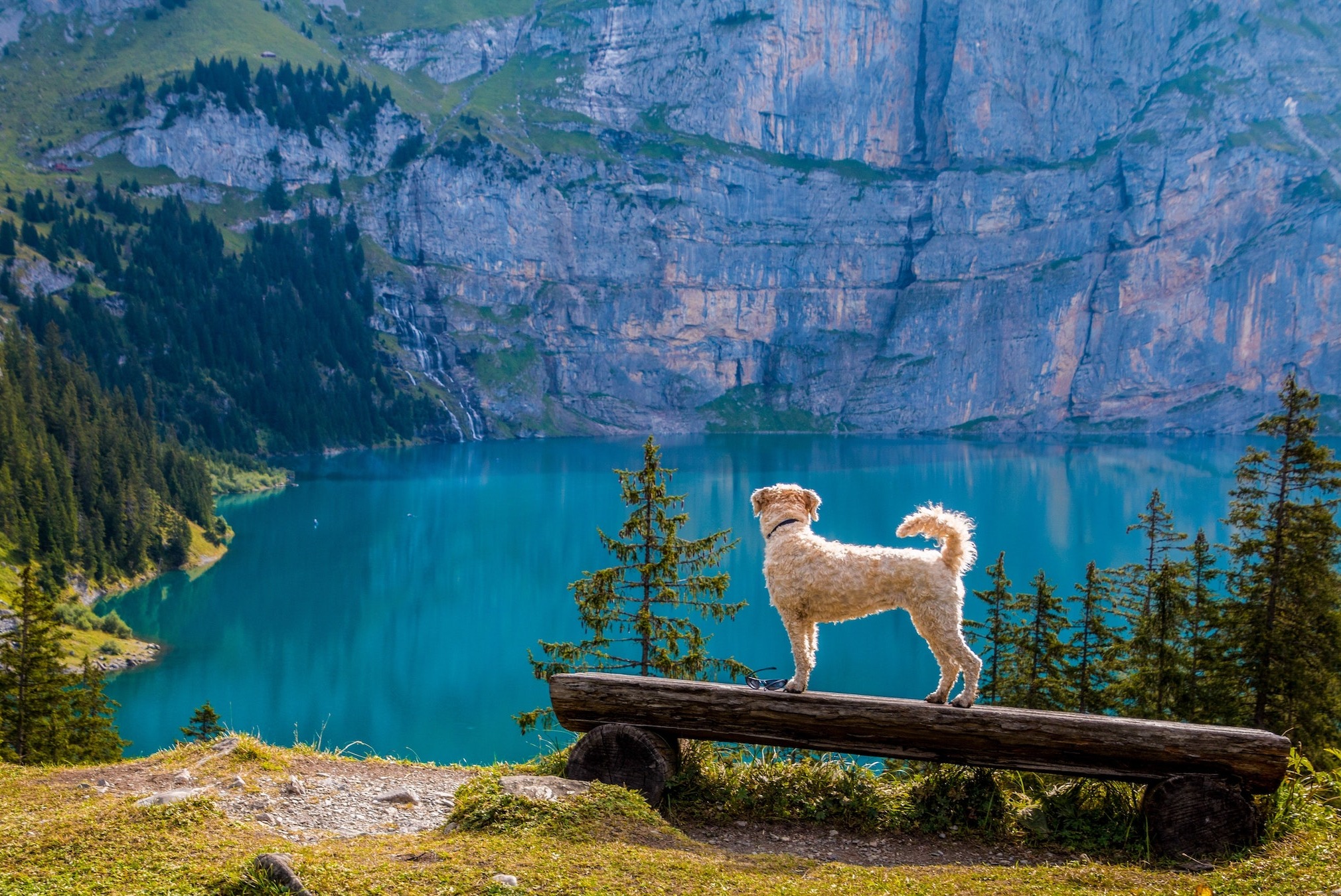 Dog overlooking an alpine lake