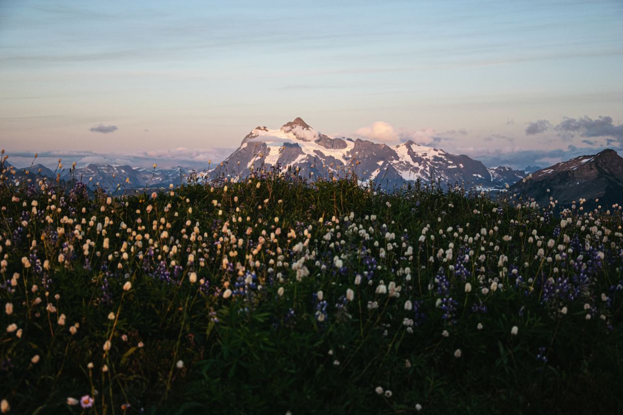 Skyline divide wildflower with mountain view