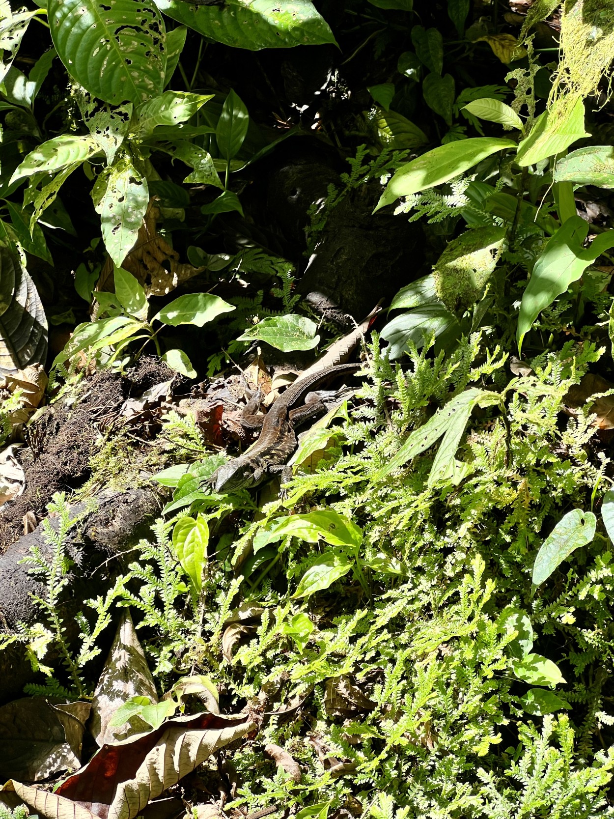 Lizard found on Rio Celeste Waterfall trail