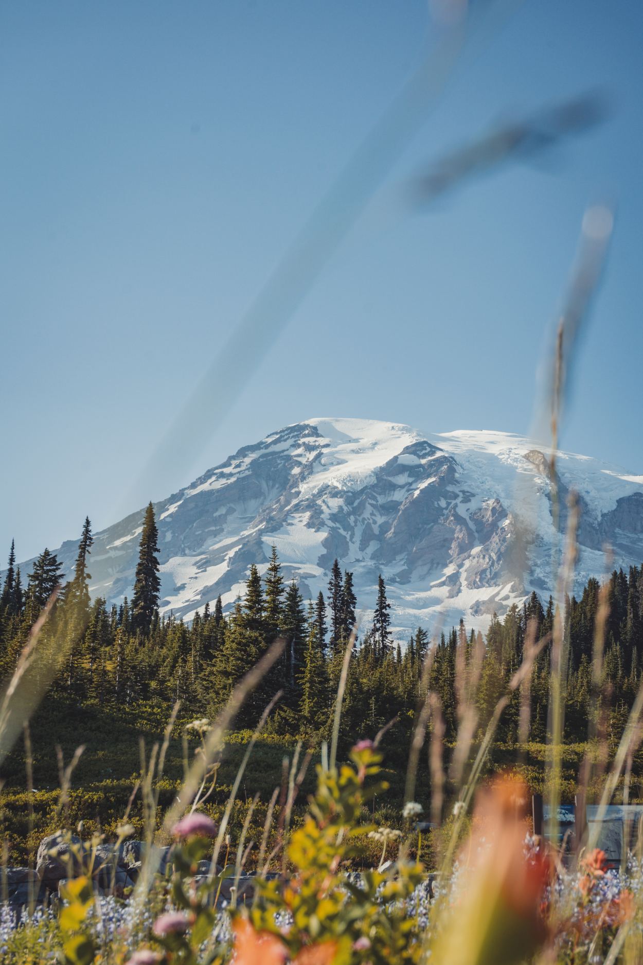 Mount Rainier through reeds of grass