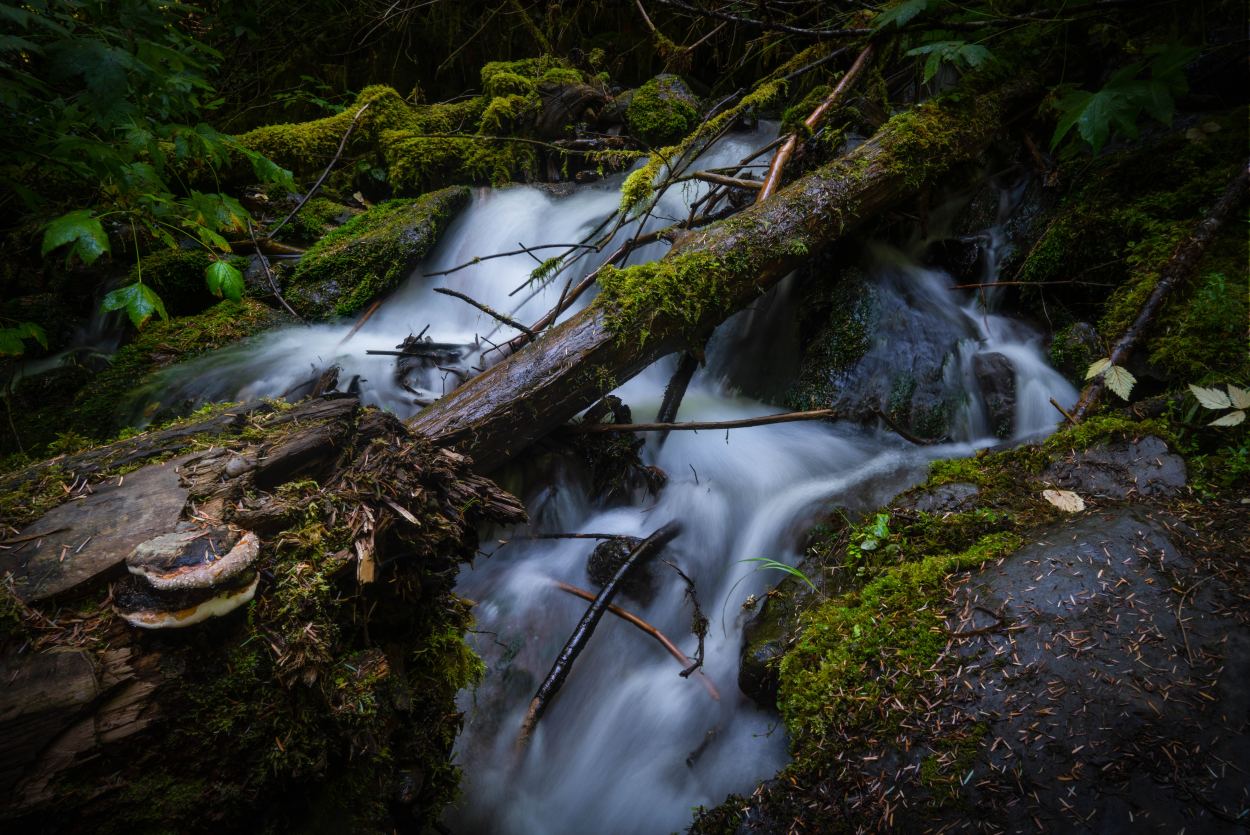 Hoh River trail