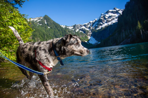 Dog wading in Goat Lake