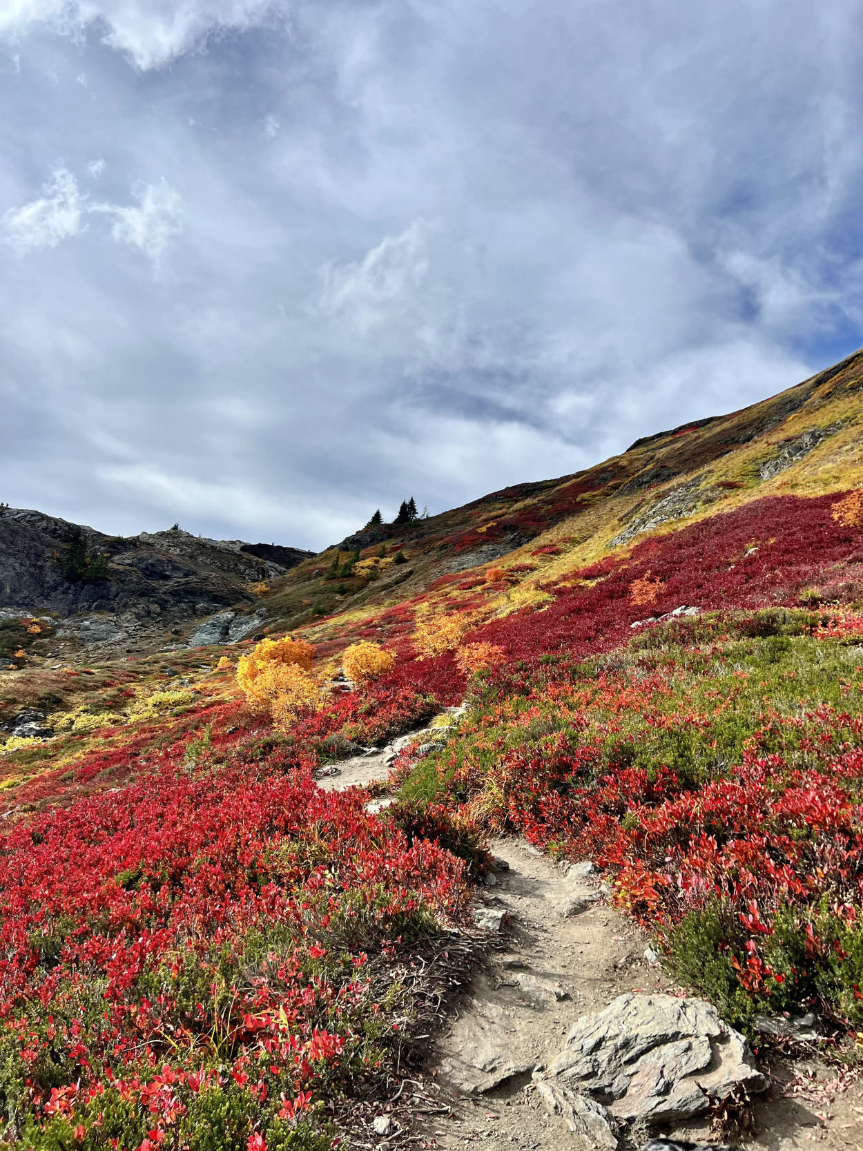 Fall color along Yellow Aster Butte trail