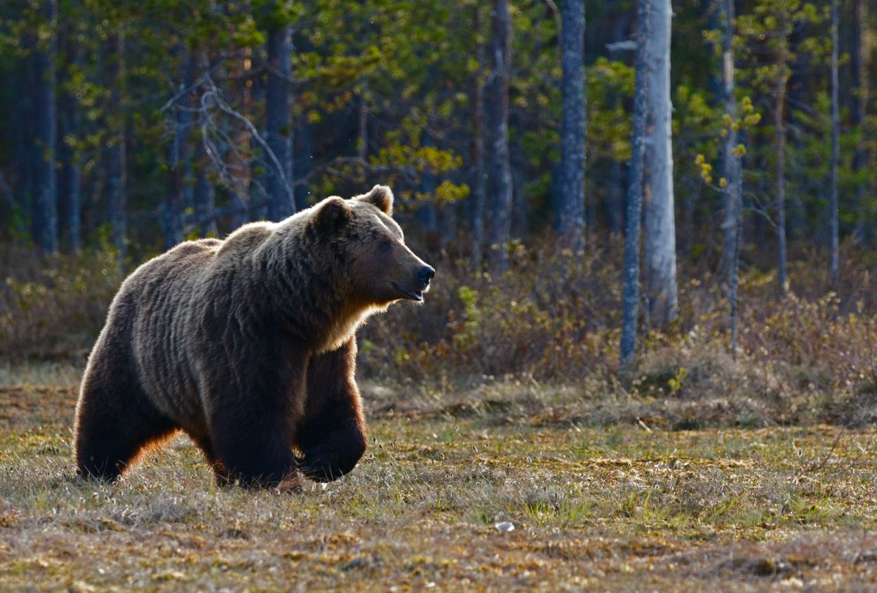 Grizzly bear in clearing