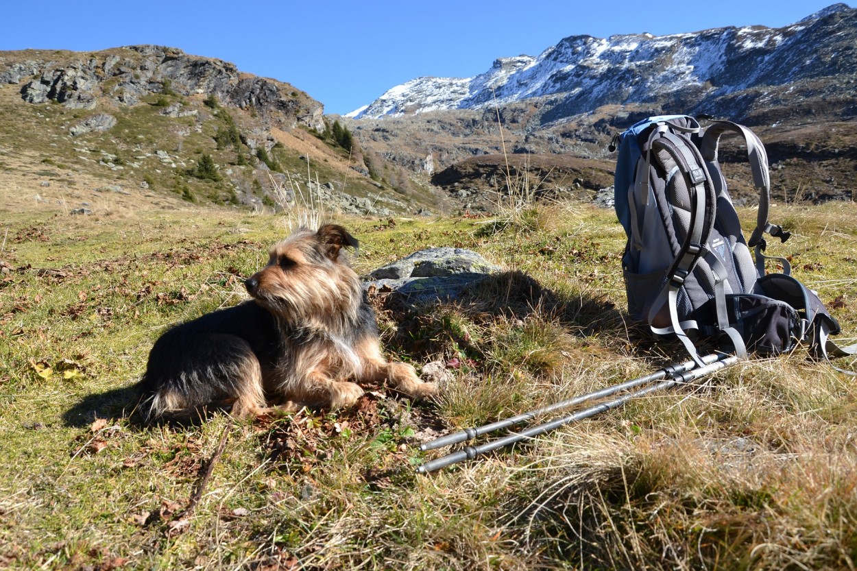 Dog by backpacking pack