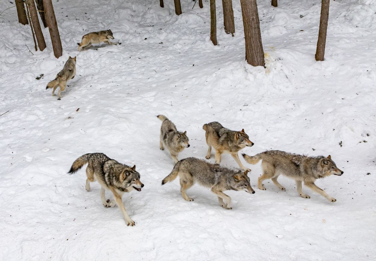 Wolf pack in snow clearing