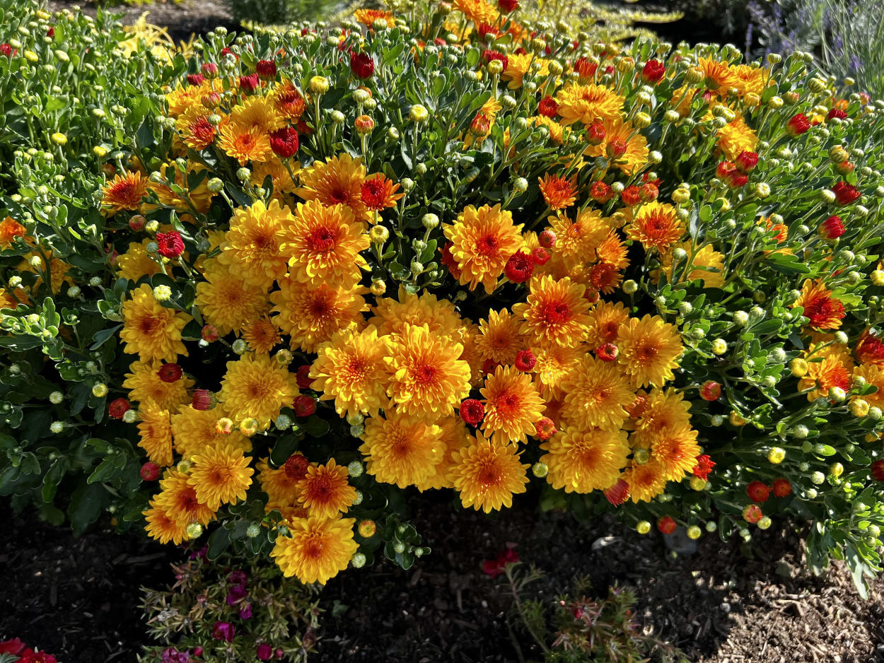 Flowers in bloom at Tennant Lake Botanical Garden