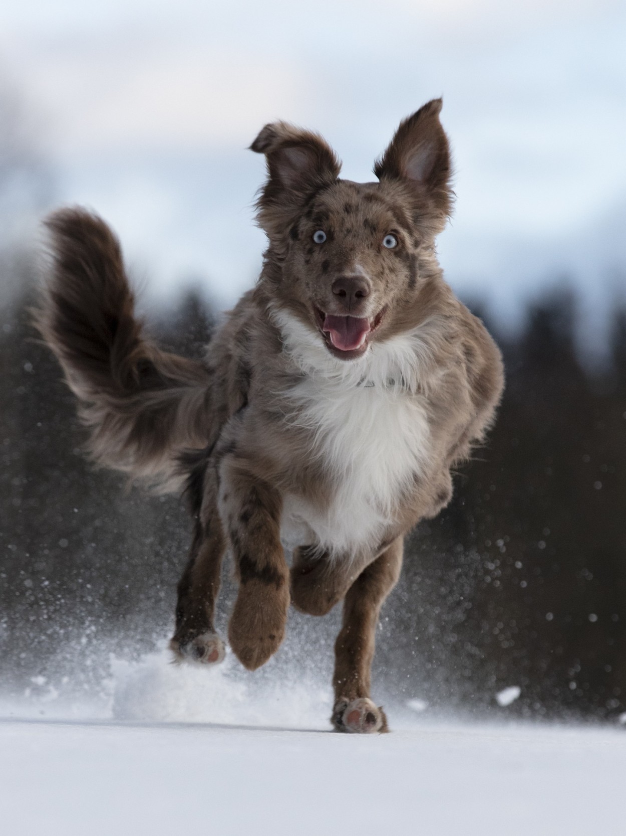 Dog running in snow