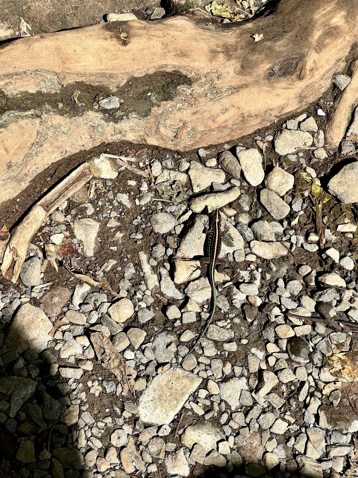 Lizard found at Rio Celeste Waterfall with green tail