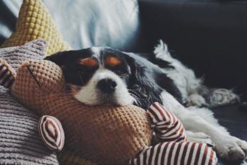 Dog comfortable on a pillow