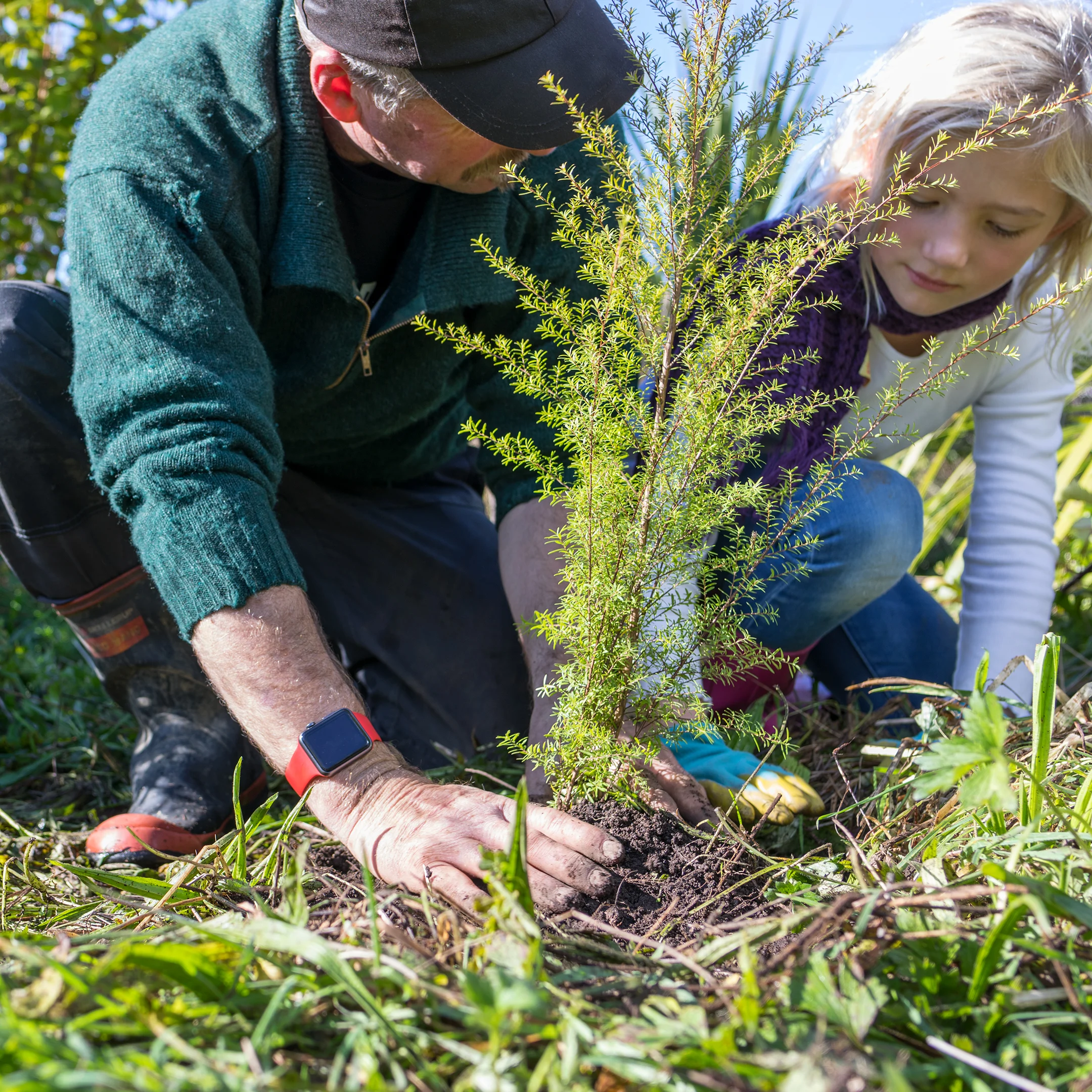 Te Uru Rākau – Forestry New Zealand