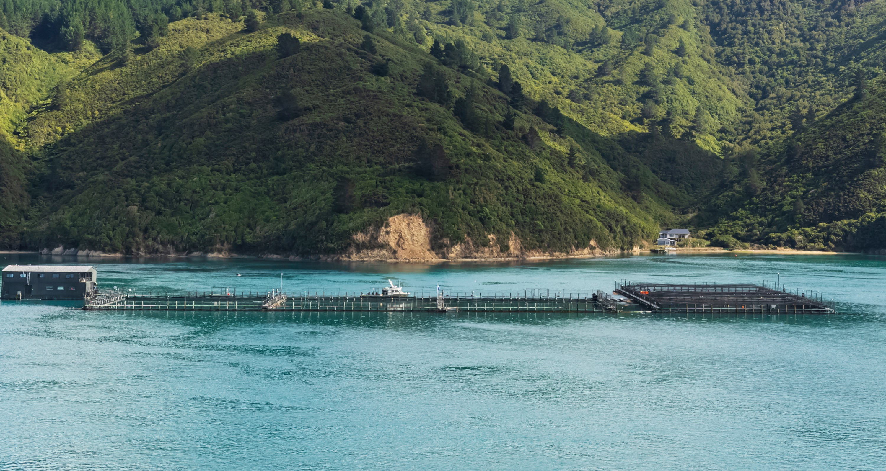 Salmon farm on coast off Arapaoa Island, Picton, Marlborough Region, New Zealand