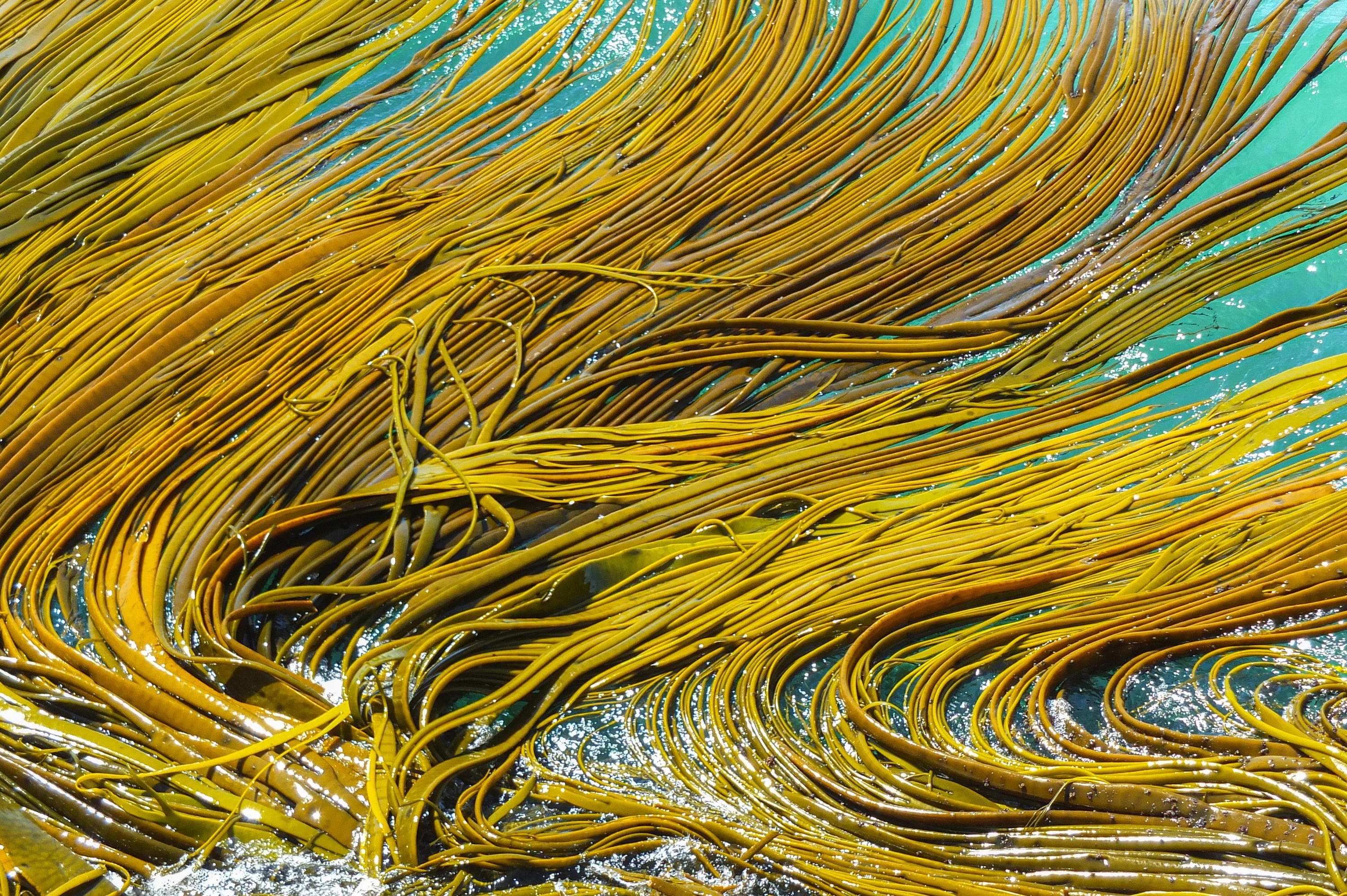 Seaweed