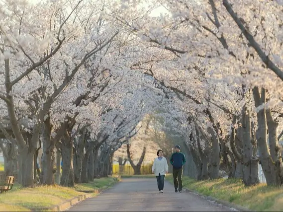 Serene scene of two people walking down a paved path lined with cherry blossom trees in full bloom in Japan. The trees arch over the path, creating a tunnel of pale pink blossoms. The sun casts a warm, soft light, enhancing the peaceful atmosphere. The individuals are casually dressed and walking side by side, enjoying the beautiful surroundings. Green grass borders the path on both sides.