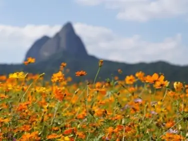 Vibrant field of orange wildflowers in South Korea in the foreground, with a striking mountain peak blurred in the background. The flowers are in full bloom, adding a splash of bright color against the natural landscape. The mountain, though out of focus, provides a majestic and serene backdrop, framed by a clear blue sky with a few scattered clouds.