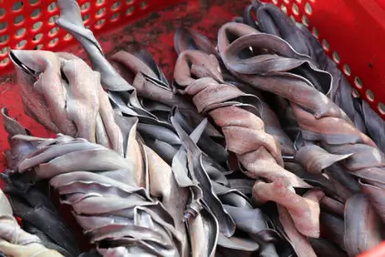 The image depicts a collection of twisted, raw lead pieces placed inside a red plastic basket. The pieces are in varying shades of gray and pink, with their bodies contorted and intertwined. 