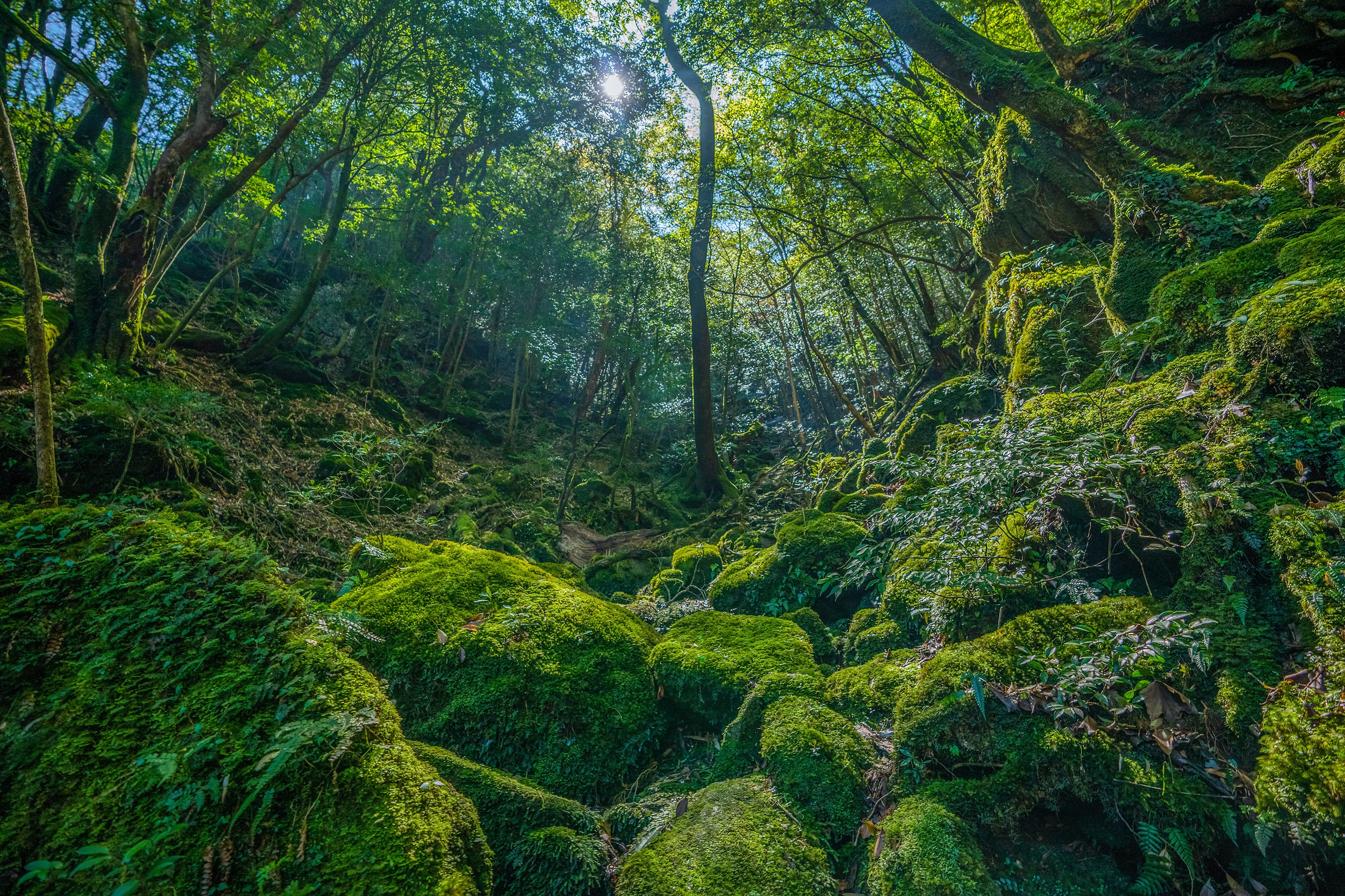 The Ancient Forest on Japan's Yakushima Island | Lindblad Expeditions