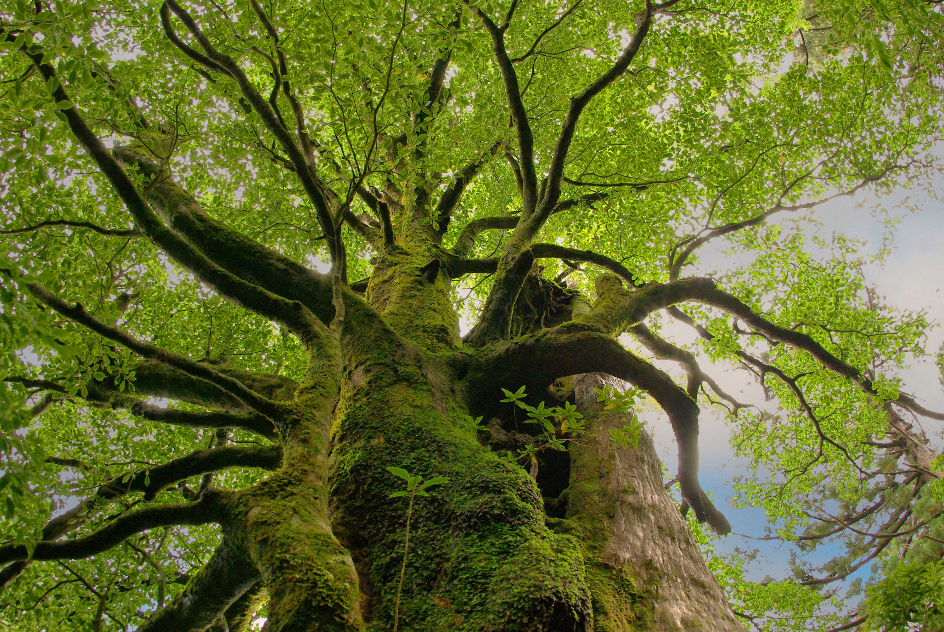The Ancient Forest on Japan's Yakushima Island | Lindblad Expeditions