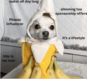 barkbox meme marketing example - how to market your brand with memes - Clipchamp blog post