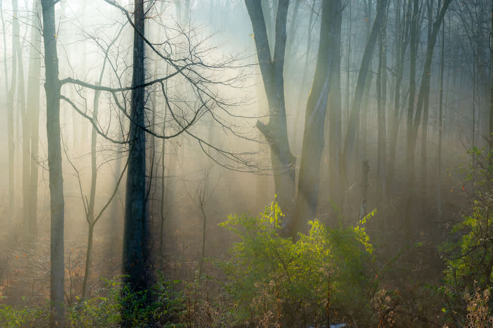 Forest misty ambient light