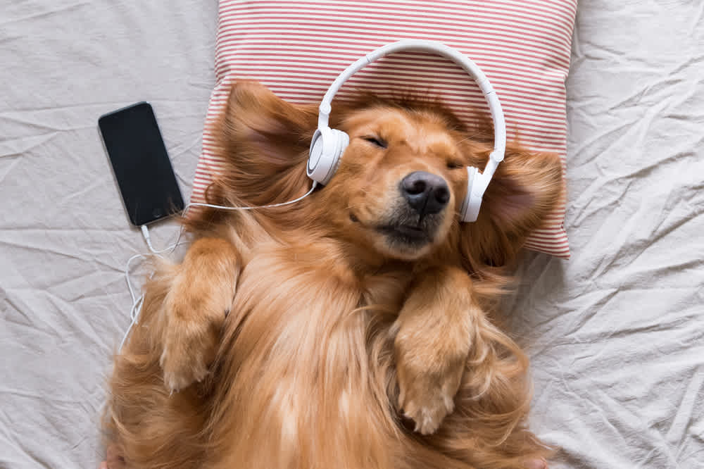 The Best Background Music for Videos - Clipchamp Video Editor Blog