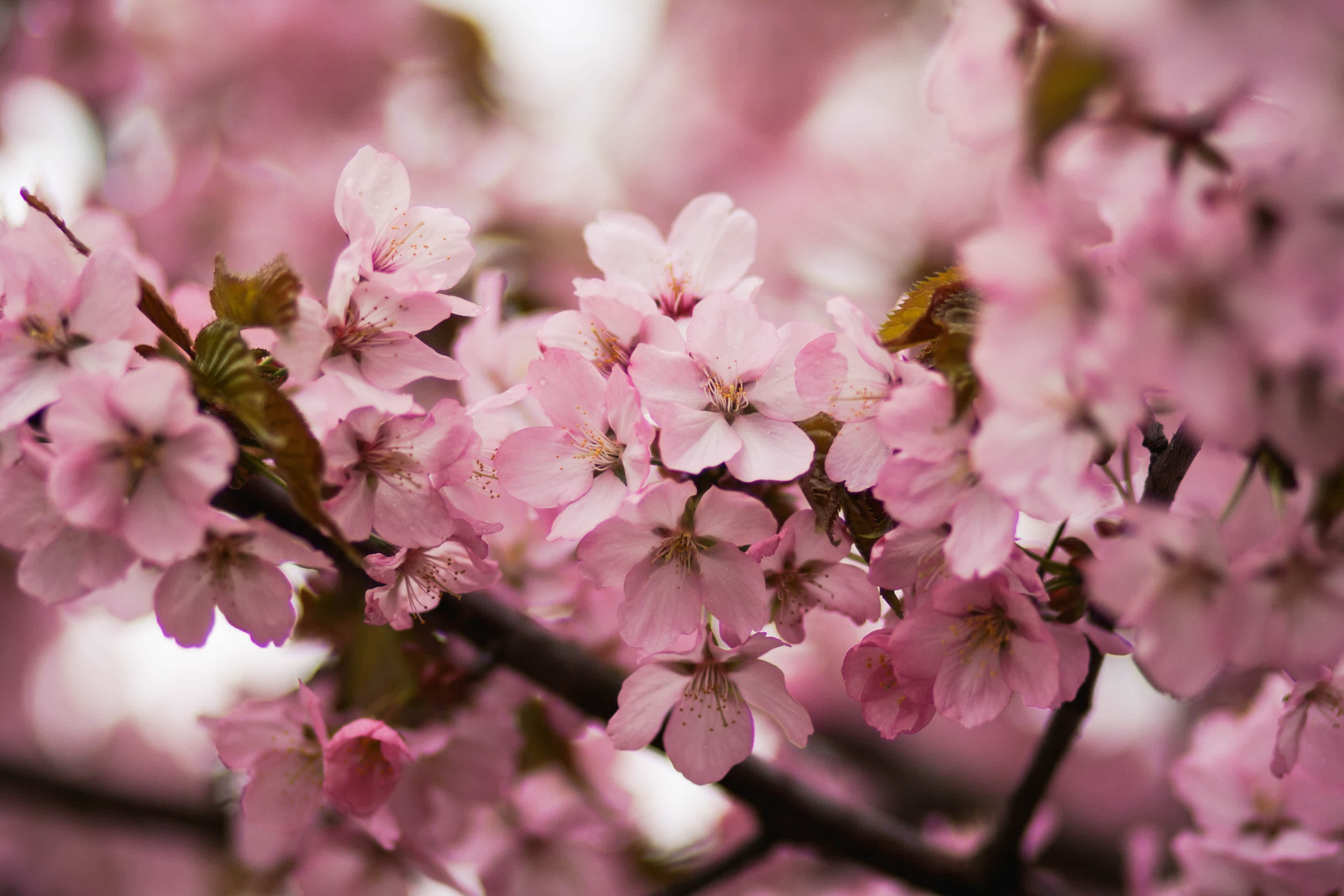 Example of depth of field via pexels-kristina-paukshtite-701816