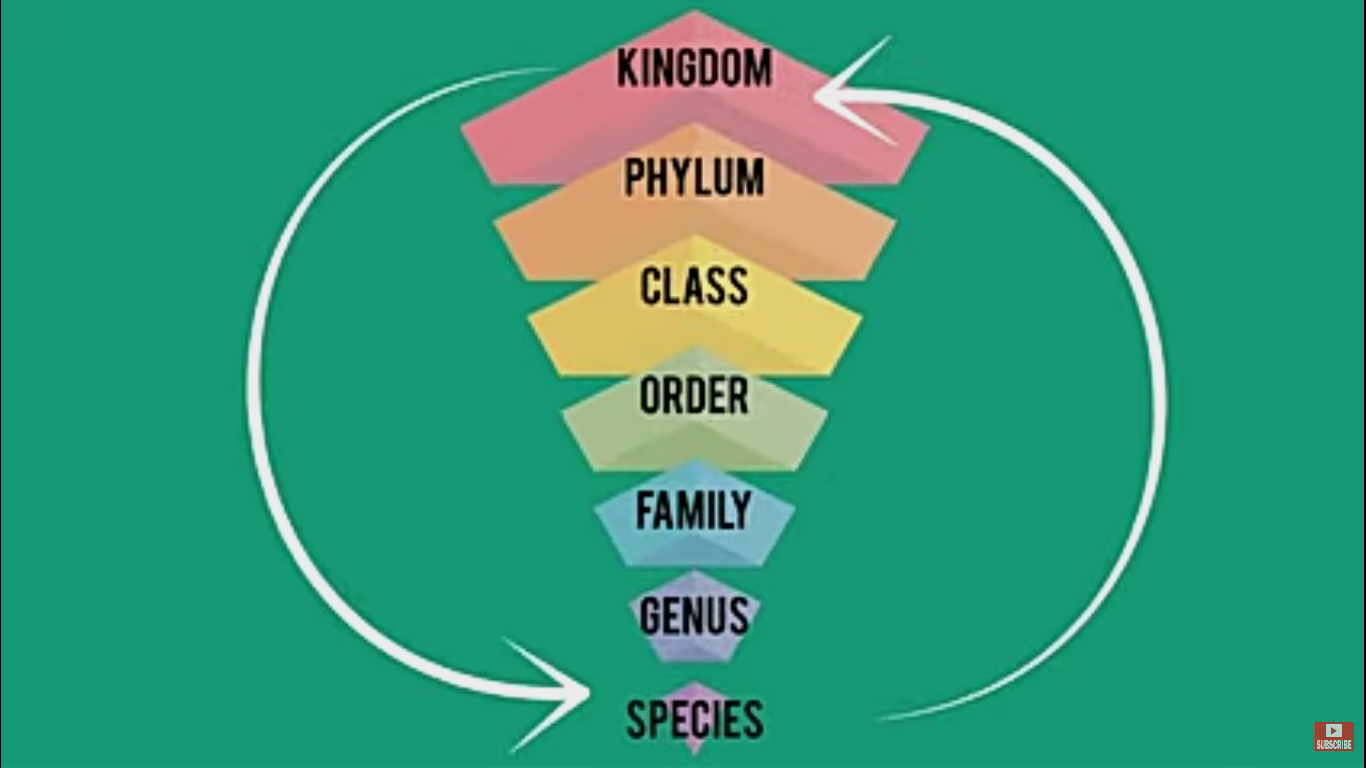 How To Use Visual Hierarchy In Video Content Alignment