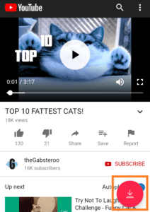 youtube-video-cats